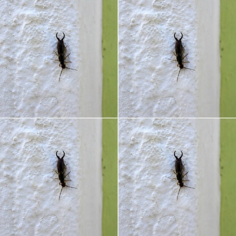 Warning! If you have found this insect in your home, it’s a sign that you need to…see more.