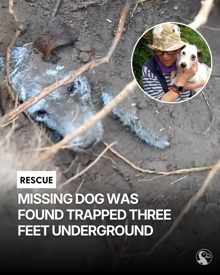 Cracker Disappeared Without a Trace—Then Her Family Spotted Something in the Ground