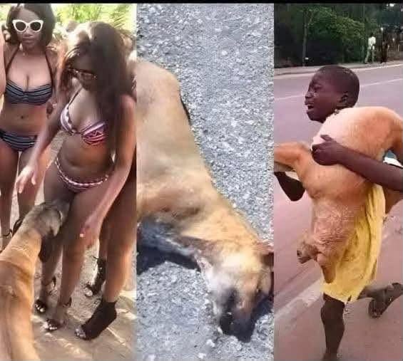 She made the dog eat her pu… See more