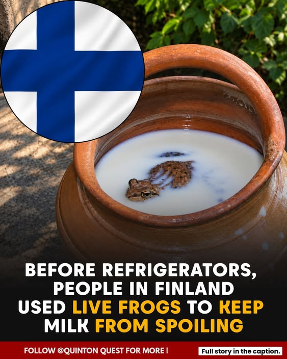 BEFORE REFRIGERATORS, SOME PEOPLE IN FINLAND WERE REPORTEDLY USING LIVE FROGS TO HELP KEEP MILK FRESH.