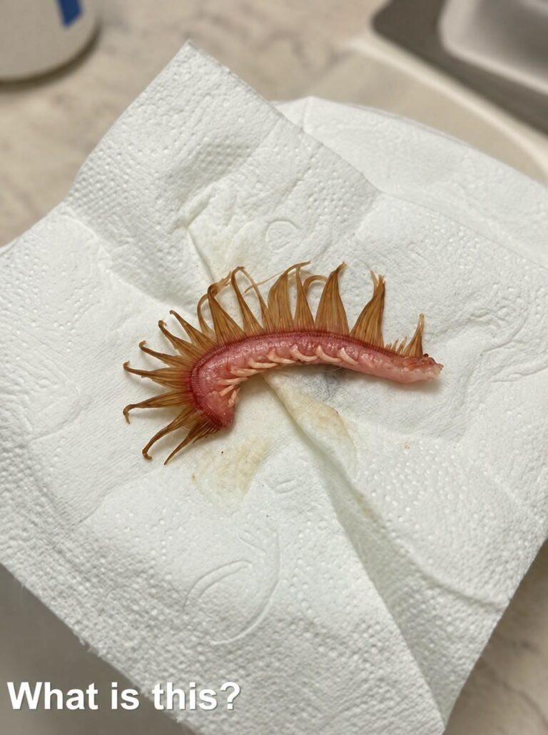 My girlfriend came home after a walk with the dog. Attached to the dog’s fur, we discovered this. We’ve been