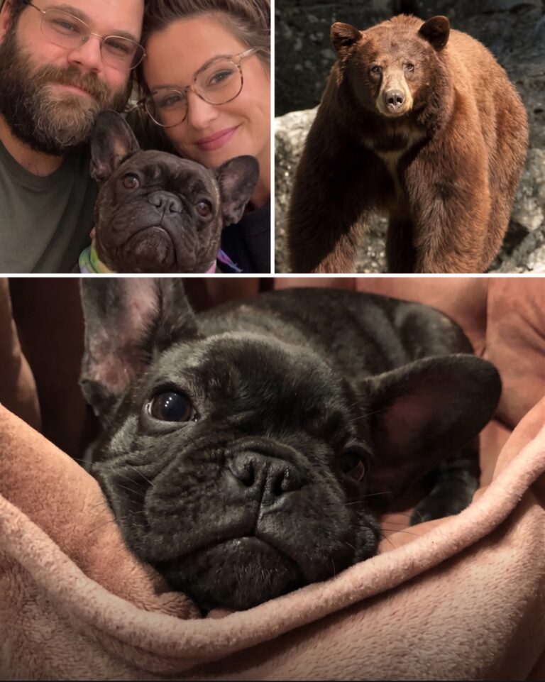 California couple brutally mauled by bear before their tiny French Bulldog Cassie dies saving them