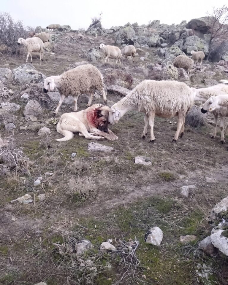 Shepherd Saves Goat from Wolf