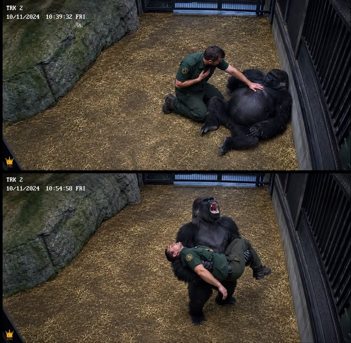 Gorilla Screamed for Help When His Favorite Caretaker Collapsed—What He Did Next Saved His Life and Left Everyone Speechless