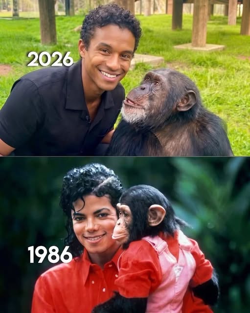 Michael Jackson’s Chimp Bubbles Is 43 and Still Alive—But What His Life Looks Like Today Has Fans Saying “Wow