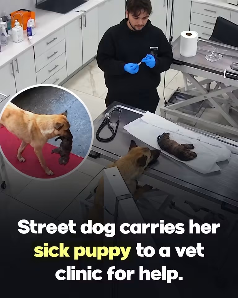 she walked straight to a veterinary clinic