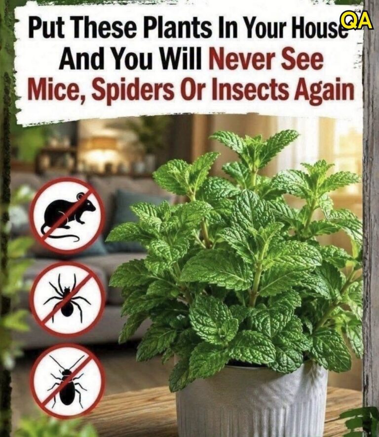 8 Plants that Help Repel Mice, Spiders & Other Insects