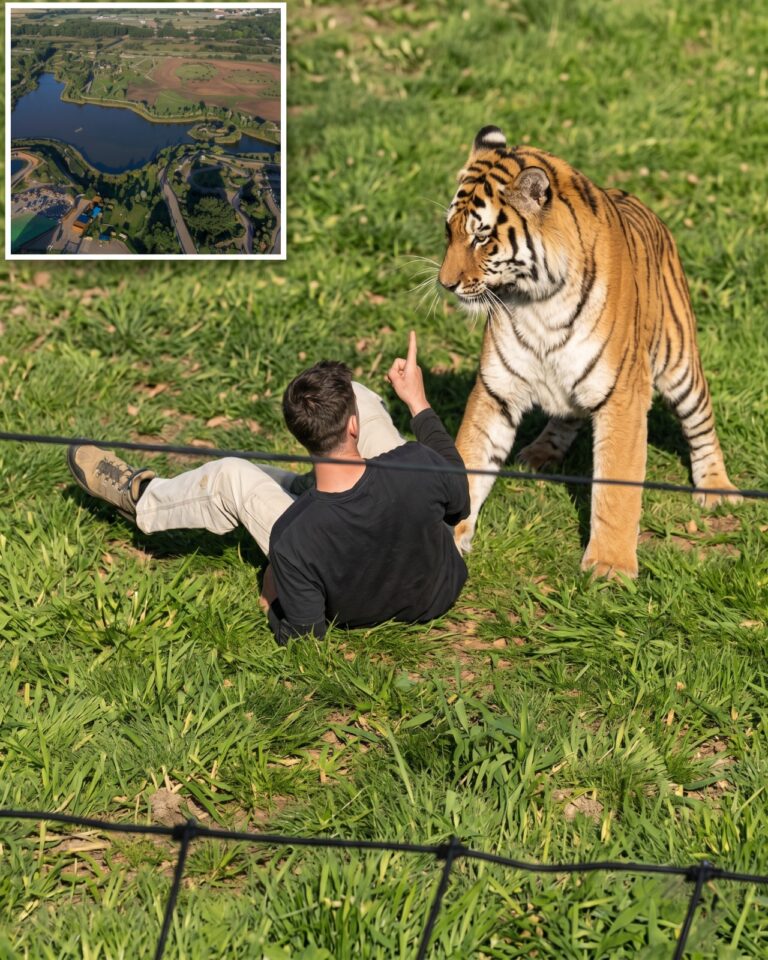 Man fatally mauled by tiger prayed, bowed down to big cat inside UK wildlife enclosure after stranger tried to pull him back